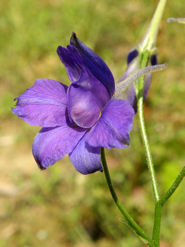 ostrôžka poľná Consolida regalis Gray