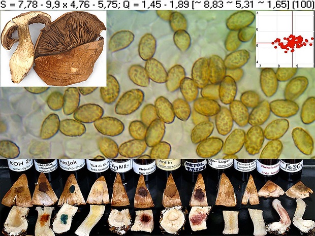 pavučinovec modrejúci Cortinarius boreicyanites  Kytöv., Liimat., Niskanen & A.F.S. Taylor