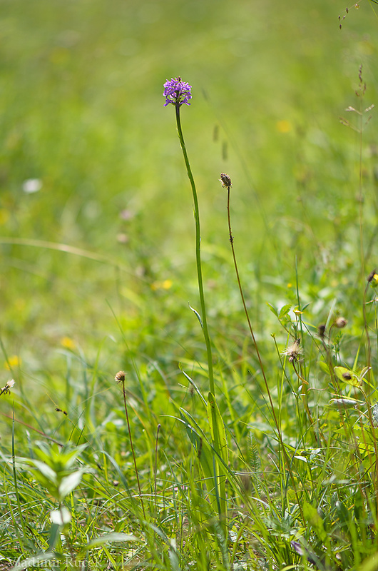 päťprstnica obyčajná Gymnadenia conopsea (L.) R. Br.