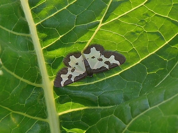 piadivka liesková   /   skvrnopásník lískový Lomaspilis marginata Linnaeus, 1758