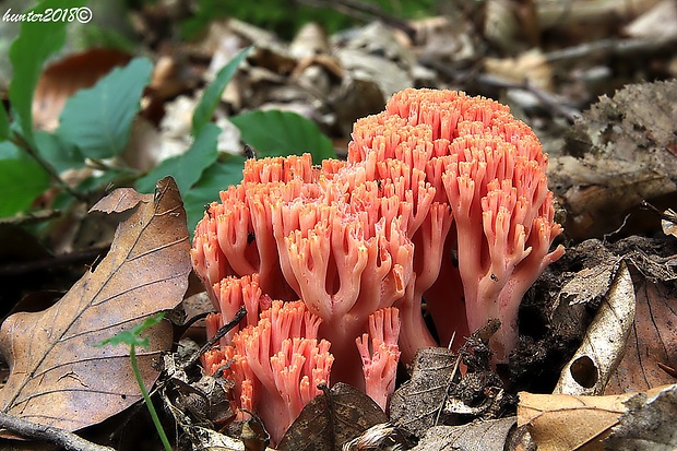 strapačka lososovoružová Ramaria subbotrytis (Coker) Corner