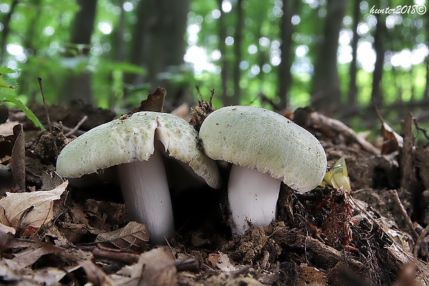 plávka zelenkastá Russula virescens (Schaeff.) Fr.