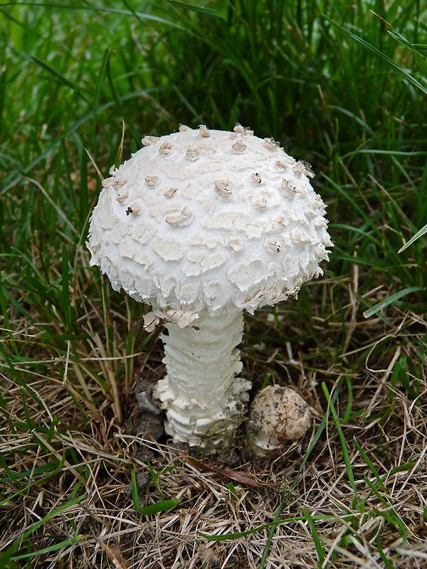 muchotrávka Vittadiniho Saproamanita vittadinii (Moretti) Redhead, Vizzini, Drehmel & Contu