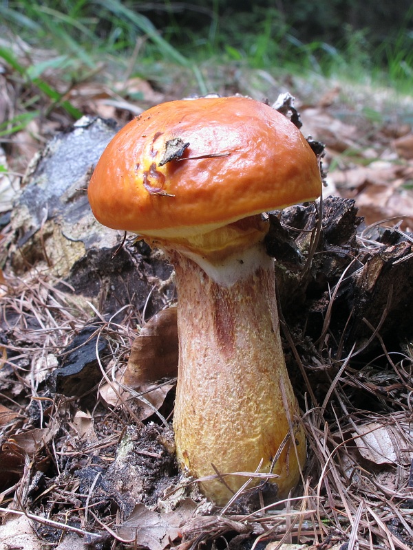 masliak smrekovcový Suillus grevillei (Klotzsch) Singer