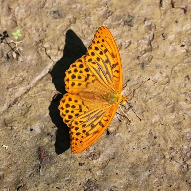 perlovec striebristopásavý Argynnis paphia