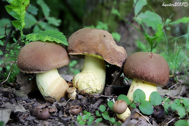 hríb príveskatý Butyriboletus appendiculatus (Schaeff. ex Fr.) Secr.