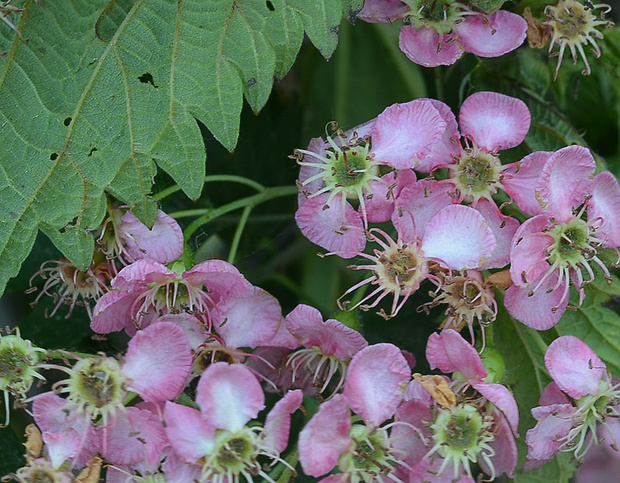 hloh obyčajný Crataegus laevigata (Poir.) DC.