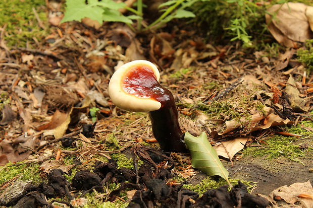 lesklokôrovka ihličnanová Ganoderma carnosum Pat.