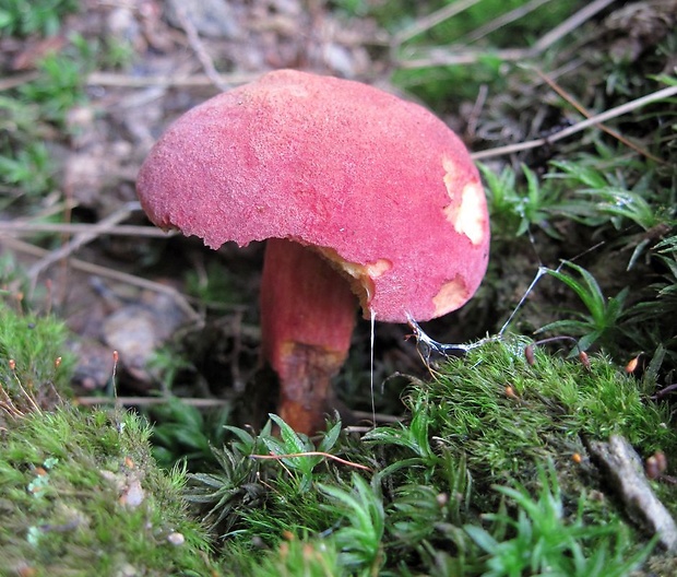 suchohríb karmínový Hortiboletus rubellus (Krombh.) Simonini, Vizzini & Gelardi