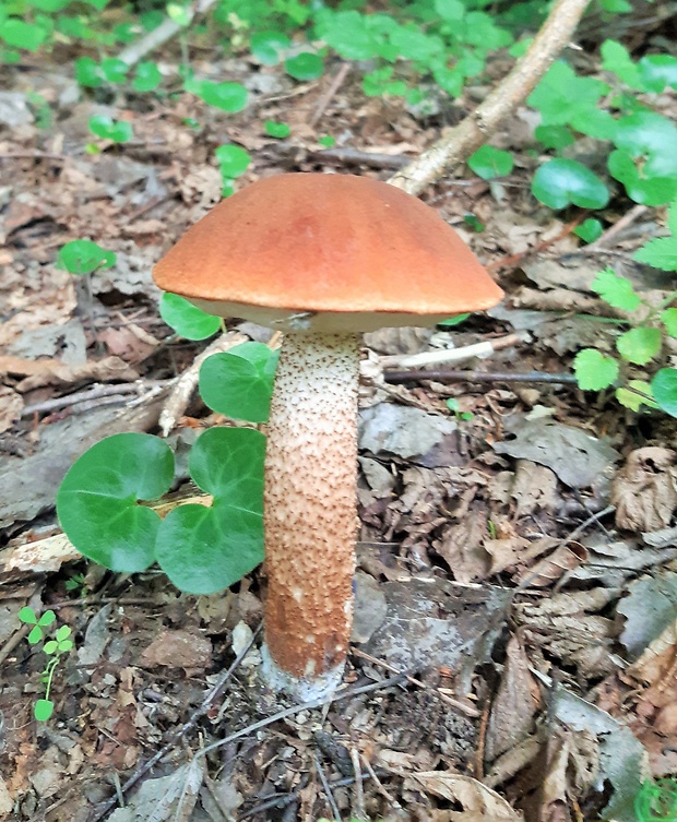 kozák dubový Leccinum aurantiacum (Bull.) Gray