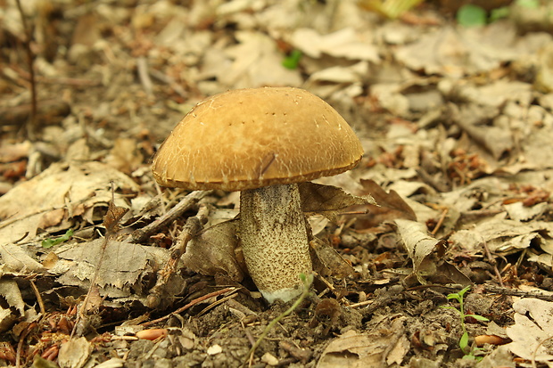 kozák hrabový Leccinum pseudoscabrum (Kallenb.) Šutara