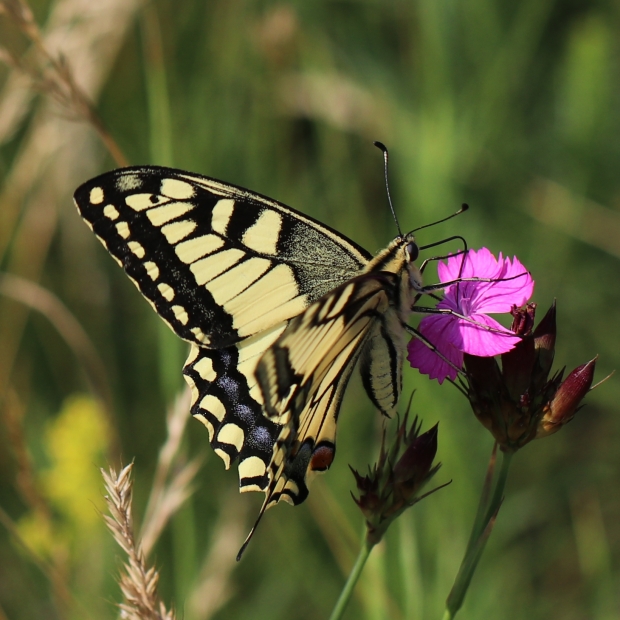 vidlochvost feniklový Papilio machaon