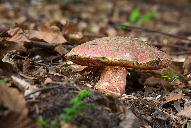 hríb úhľadný horský Rubroboletus rubrosanguineus (Cheype) Kuan Zhao & Zhu L. Yang