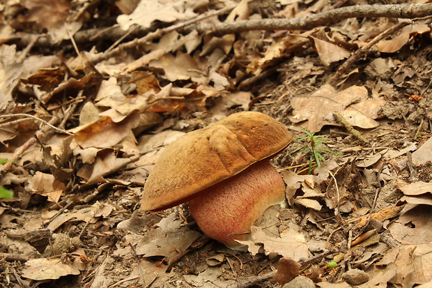 hríb zrnitohlúbikový Sutorius luridiformis (Rostk.) G. Wu & Zhu L. Yang