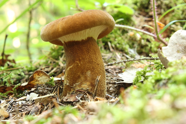 čechračka tmavohlúbiková Tapinella atrotomentosa (Batsch) Šutara