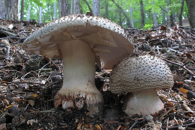 muchotrávka červenkastá Amanita rubescens Pers.