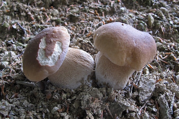 hríb smrekový Boletus edulis Bull.