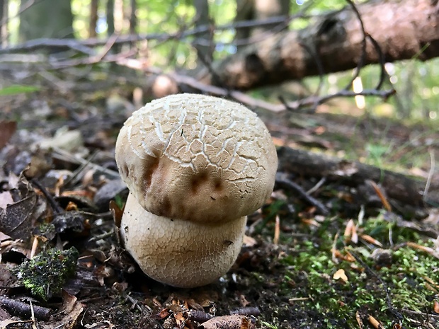 hríb dubový Boletus reticulatus Schaeff.