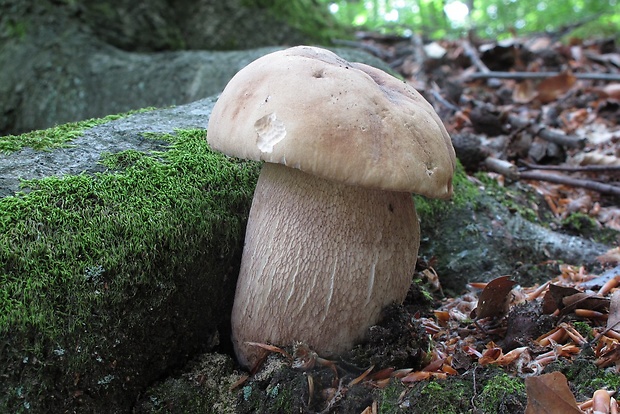 hríb dubový Boletus reticulatus Schaeff.