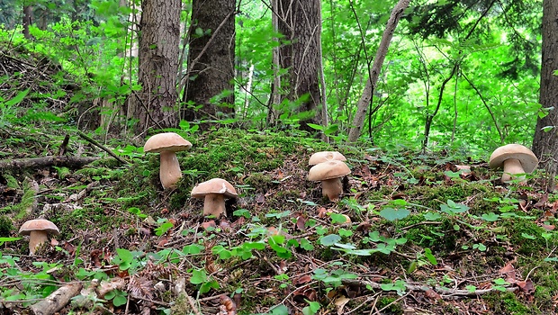 hríb dubový Boletus reticulatus Schaeff.