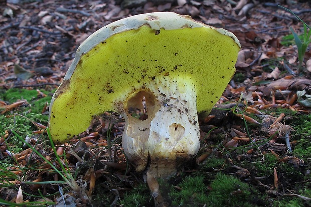 suchohríb plstnatý Boletus subtomentosus L.