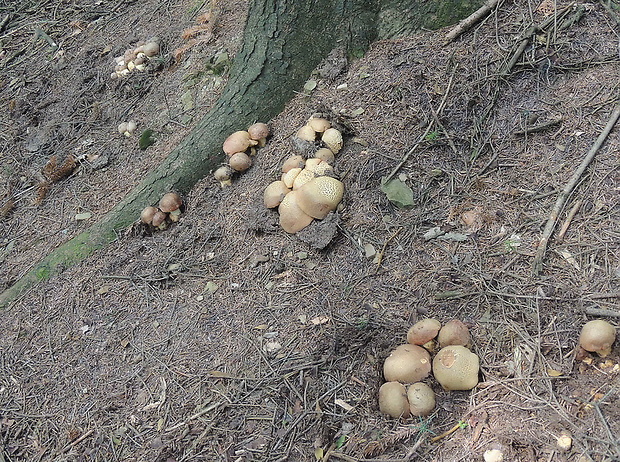 hríb príveskatý Butyriboletus appendiculatus (Schaeff. ex Fr.) Secr.