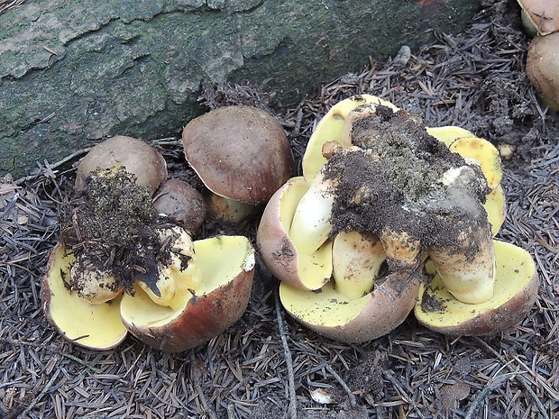 hríb príveskatý Butyriboletus appendiculatus (Schaeff. ex Fr.) Secr.