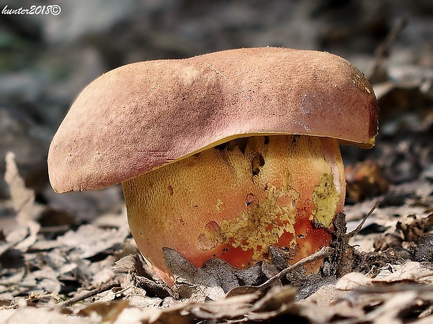 hríb nádherný Butyriboletus fuscoroseus (Smotl.) Vizzini & Gelardi