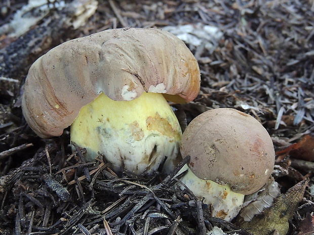 hríb sivoružový Butyriboletus roseogriseus (J. Šutara, M. Graca, M. Kolarík, V. Janda & M. Kríž) Vizzini & Gelardi