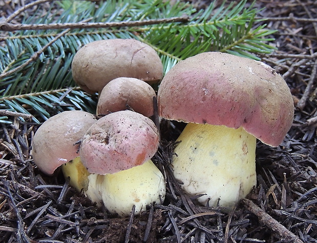 hríb sivoružový Butyriboletus roseogriseus (J. Šutara, M. Graca, M. Kolarík, V. Janda & M. Kríž) Vizzini & Gelardi