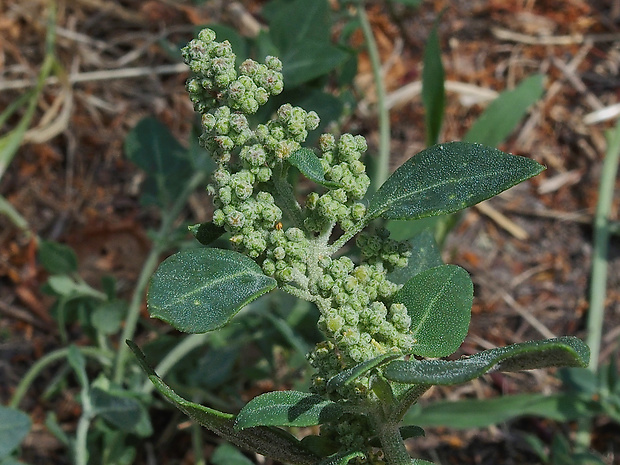 mrlík smradľavý Chenopodium vulvaria L.