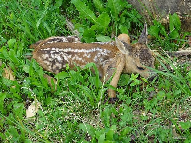 srna hôrna Copreolus copreolus