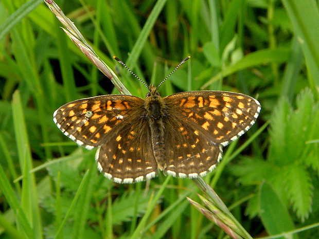 hnedáčik čermeľový  Melitaea diamina  Lang, 1789