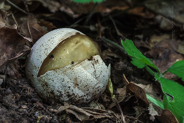 hadovka smradľavá Phallus impudicus L.