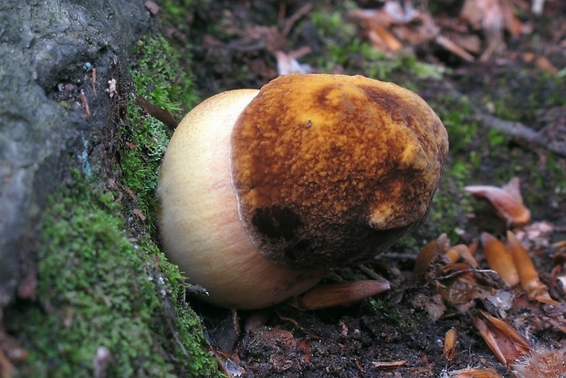 hríb zrnitohlúbikový Sutorius luridiformis (Rostk.) G. Wu & Zhu L. Yang