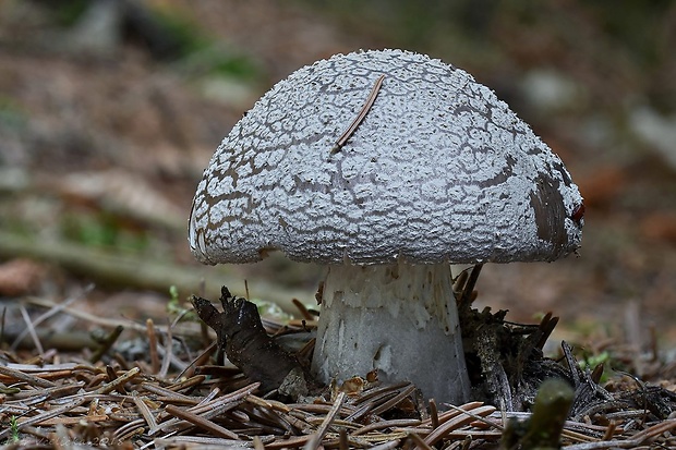 muchotrávka hrubá Amanita excelsa (Fr.) Bertill.