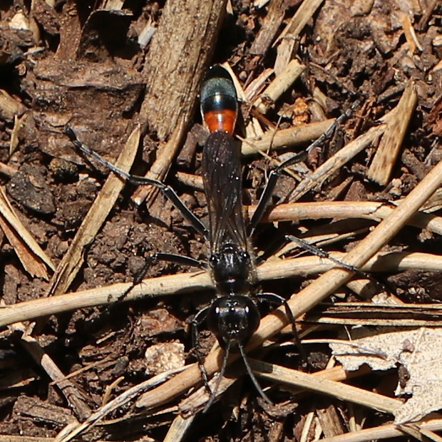 kutavka piesočná Ammophila sabulosa