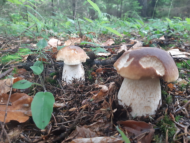 hríb smrekový Boletus edulis Bull.