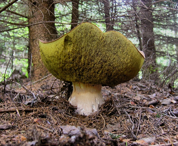 hríb smrekový Boletus edulis Bull.