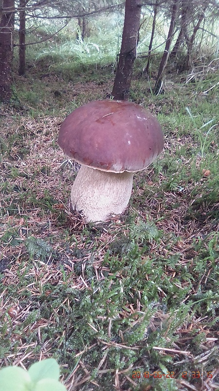 hríb smrekový Boletus edulis Bull.