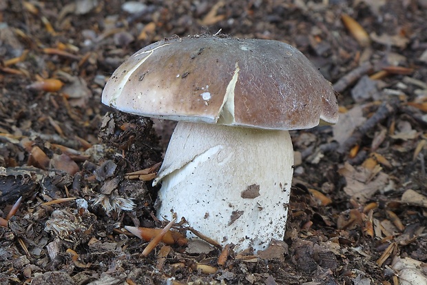 hríb smrekový Boletus edulis Bull.