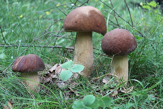 hríb dubový Boletus reticulatus Schaeff.