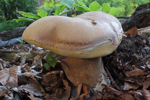 hríb dubový Boletus reticulatus Schaeff.