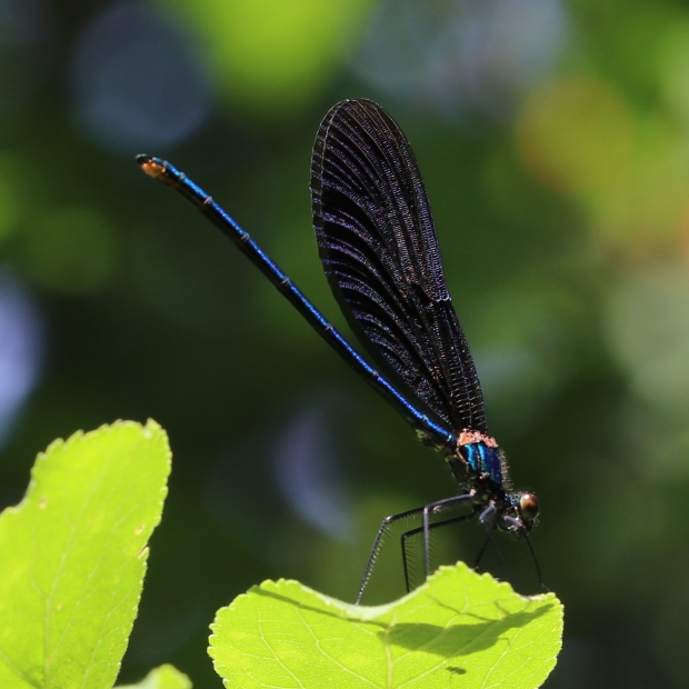 hadovka obyčajná Calopteryx virgo