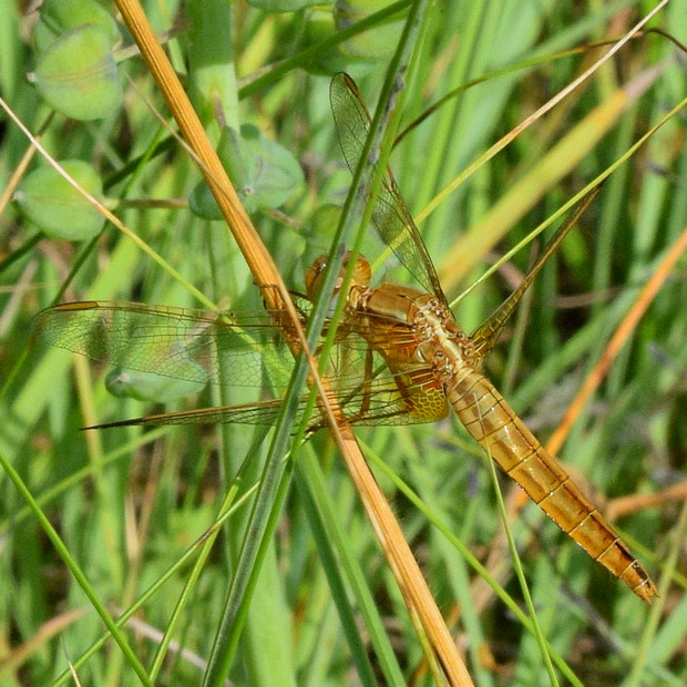 vážka Crocothemis erythraea Brullé, 1832