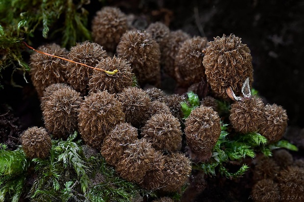 čiaškovec pásikavý Cyathus striatus (Huds.) Willd.