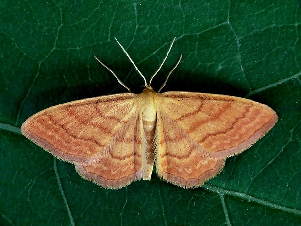 piadica okrová (sk) / žlutokřídlec okrový (cz) Idaea ochrata Scopoli, 1763