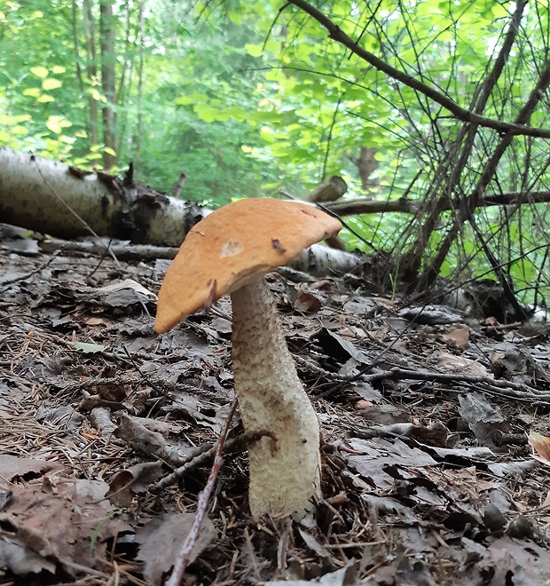 kozák osikový Leccinum albostipitatum den Bakker & Noordel.