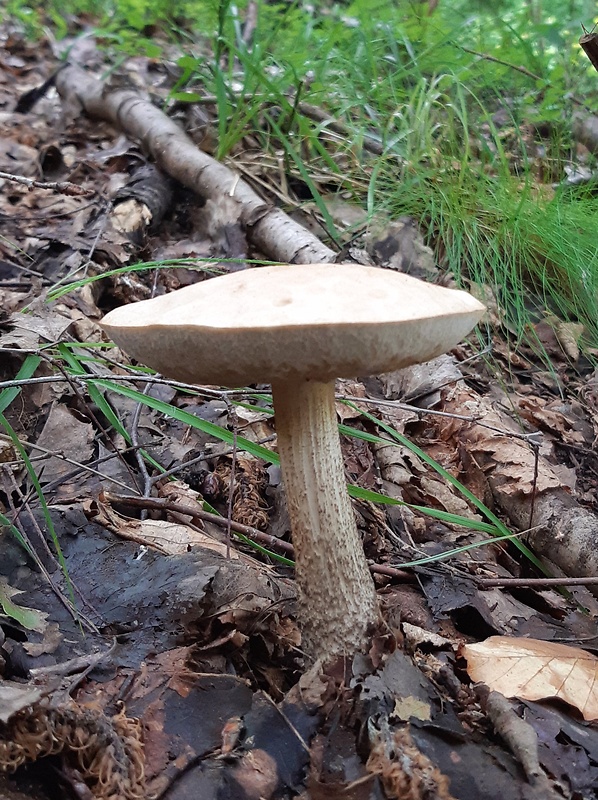 kozák hrabový Leccinum pseudoscabrum (Kallenb.) Šutara