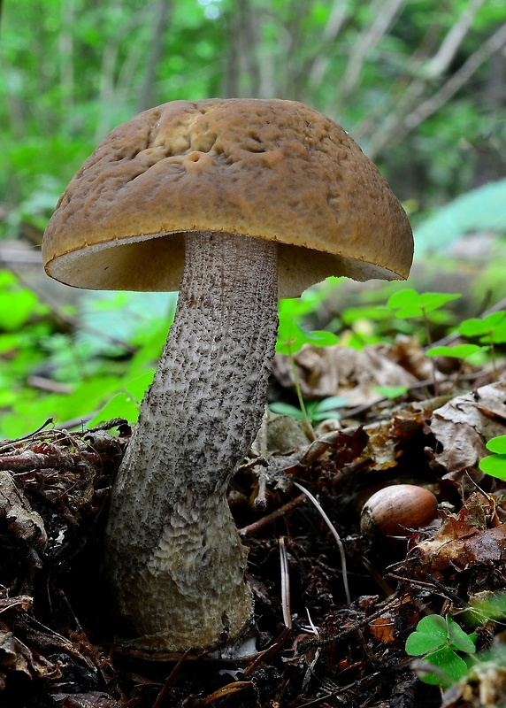 kozák hrabový Leccinum pseudoscabrum (Kallenb.) Šutara